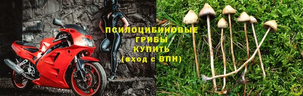 индика Богородицк